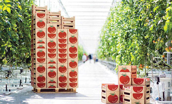 番茄农产品包装-设计欣赏-素材中国-online.sccnn.com